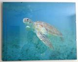Sea Turtle picture - $ 40.00