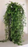 Plant $ 30.00