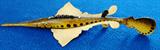 Macataw custome wood lure by Tony Smith - $ 100.00