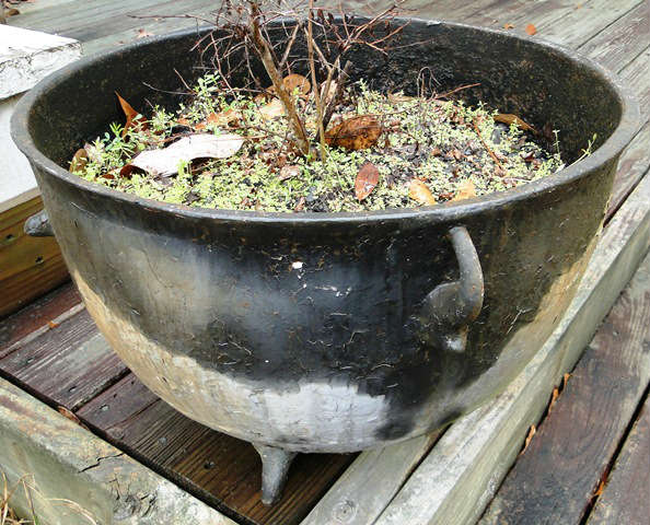 Iron plant cauldron $ 60.00