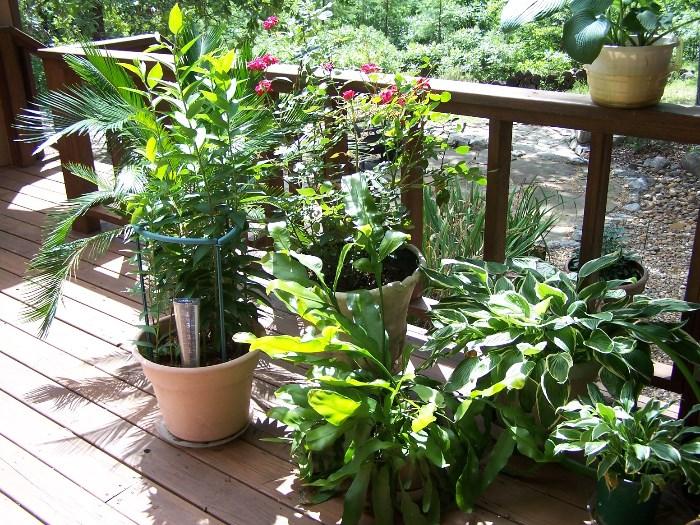 Lots of great potted plants!