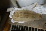 REAL FOSSIL FISH