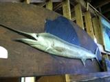 1930 Sailfish- rumored to be caught by Earnest Hemmingway's friend 