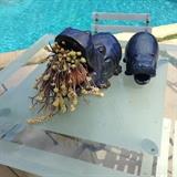 Hippo Planters