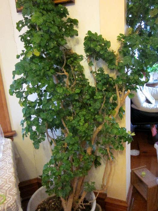 Extra large, live, indoor tree