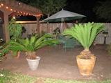 Large Potted Sego Palms