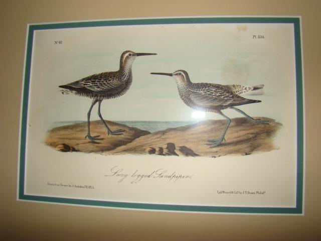 Audubon octavo print