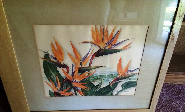 Bird of paradise picture