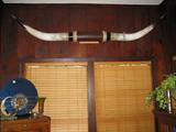 6 FOOT WIDE PAIR OF STEER HORNS