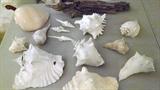 Never was able to get all the photos of all the sea shells,,,,but we have many more, and about 5 big ones