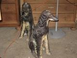 Pair of dog statues