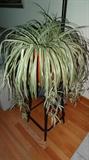 Spider Plant