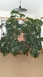 40 year old Plant (very large)