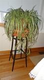 Spider Plant