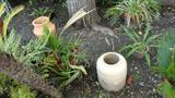 SEVERAL SAGO PALMS IN POTS FOR SALE,.