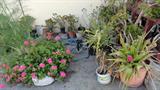 plants