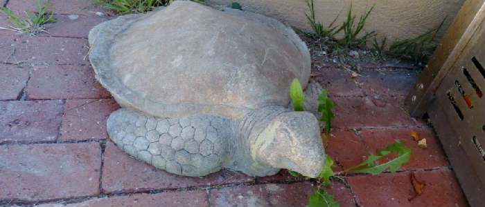 concrete sea turtle