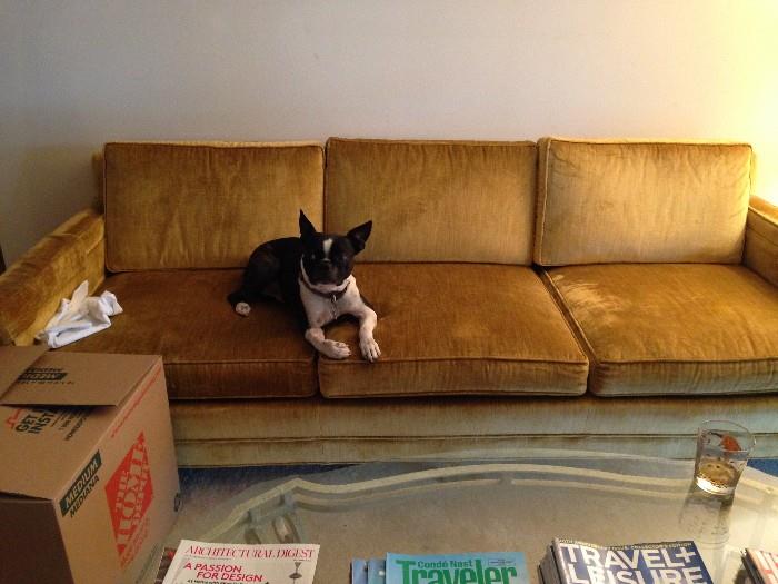 Gold sofa (dog not included)