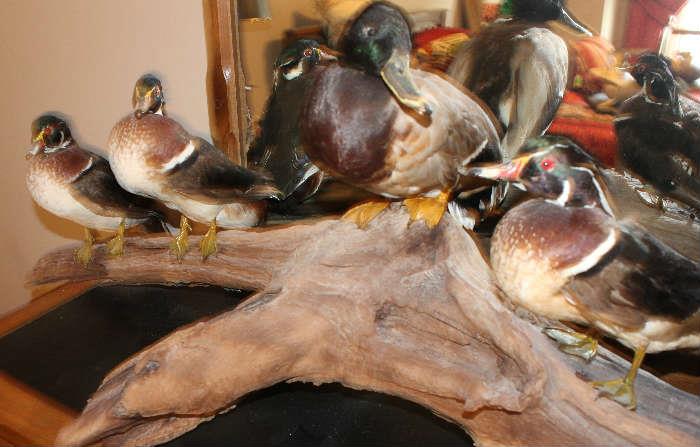 Taxidermy ducks on a piece of drift wood. Beautiful colors.
