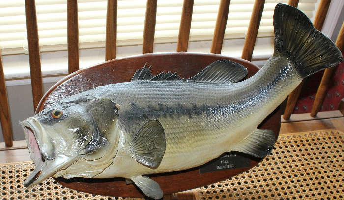 Just one of the taxidermy fish on wood plaques. These would look great in a Man's Cave or some Sport's Bar.