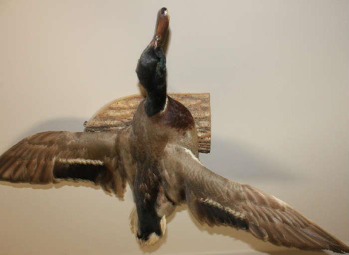 Taxidermy ducks on wood in flight.