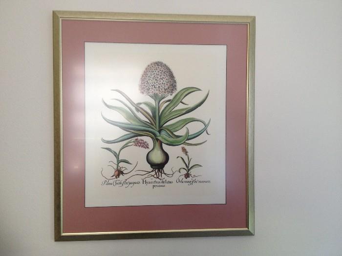 Framed botanical print