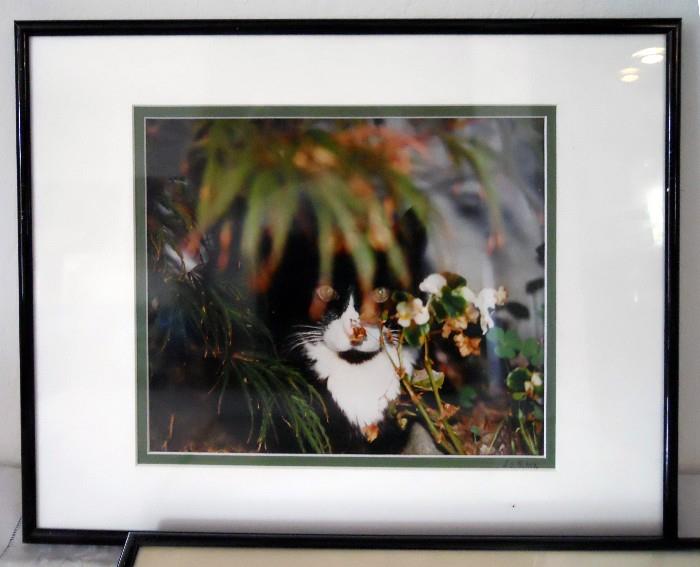 Framed cat photo.