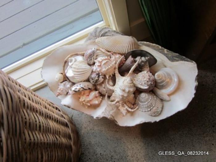Clam Shell approx 25" diameter. (Shells sold separately)