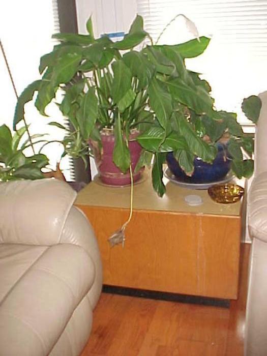 Occasional Table & House Plants
