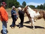 Linda shows Judi and Ed Brown several horses