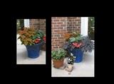 potted plants 