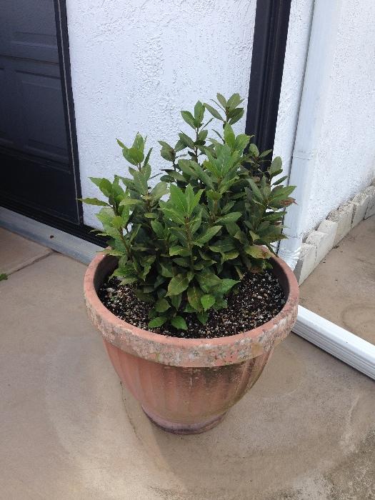 outdoor potted plant 