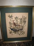 P-10A Audubon #38 LITHO - "Boattail/Oak" (frmd 23x26h)