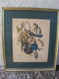 P-10B Audubon #87 LITHO "Fla.Jaysmale/Persimmon" (frmd 23x26h)