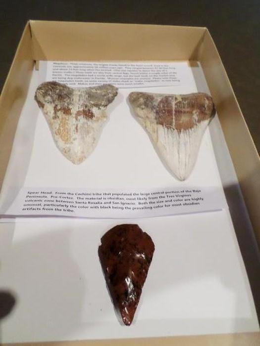 Top: Megladon sharks teeth, Unique arrowhead