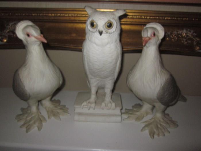 Boehm Tumbler pigeons, owl