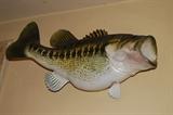 Taxidermy Wide Mouth Bass