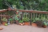 some of the many many plants and plant holder, rust outdoor accents