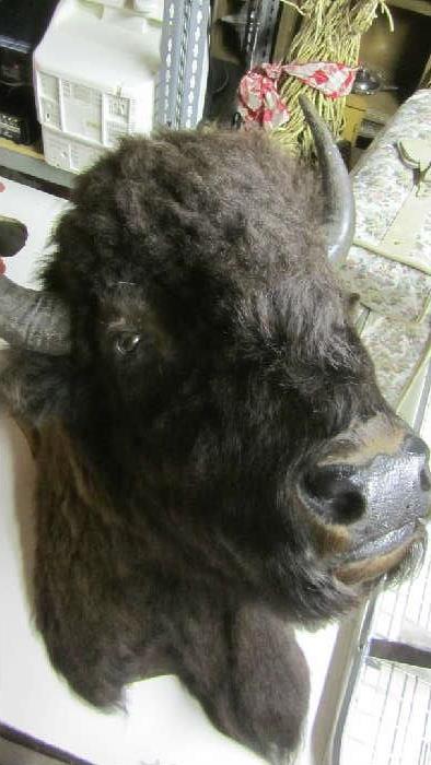 Real Buffalo Head - Neck Up