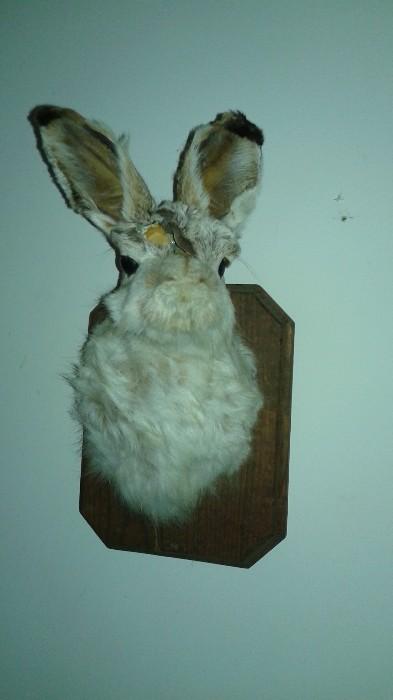 Jack Rabbit mount