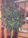 great variety of silk trees in great condition and in all sizes