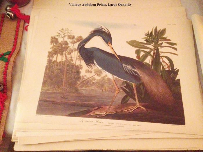 Audubon Prints (Vintage): #44 Louisiana Heron (2) Plate CCXVII, #11 Wild Turkey (2) Plate #V, #66 Shoveller Duck (2) Plate CCCXXVII, #77 Sharp-tailed Grous Plate CCCCXXXII, #45 Mallard Duck Plate CCXXI, #34 Key-west Dove Plate CLXVII, #82 Trumpeter Swan Plate CCCCVI, #7 Black-billed Cuckoo Plate XXXII, #39 Willow Grous or Large Ptarmigan Plate CXCI, #9 Ruffed Grouse Plate XLI, #65 Blue-winged Teal (2) Plate CCCXIII, #32 Cardinal Grosbeak (2) Plate CLIX, #35 Barn Swallow Plate CLXXIII, #4 Blue Winged Yellow Warbler Plate 20, #10 Barred Owl Plate 46,  #34 Forked-tailed Flyeater Plate CLXVIII, #17 Whip-poor-will Plate LXXXII, #19 Broad-winged Hawk Plate XCL, #28 Yellow-breasted Chat Plate CXXXVII, #20 Columbia Jay Plate 96, Great American Cock Male Plate 1, #23 Blue-bird Plate CXIII, #6 Carolina Parrot Plate XXVI, #7 Yellow Bird of American Goldfinch Plate 33, #9 Orchard Oriole Plate 42, #74 Iceland or Jer Falcon Plate CCCLXVI, #43 Great Blue Heron Plate CCXI, #6 Towhee Bunting Plate 29, 