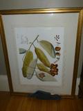 Botanical framed print