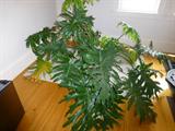palm plant