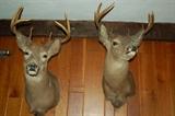 Two Trophy Deer Shoulder Mounts; both are 8 point Bucks.