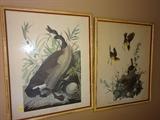Antique Audubon prints