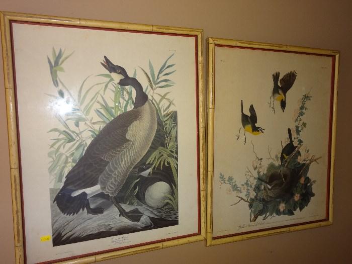 Antique Audubon prints