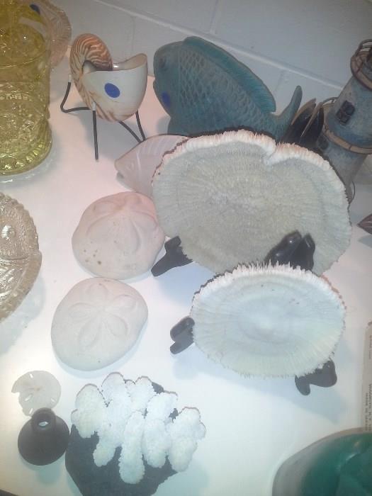Shells (including a nautilus, sea biscuits, coral).