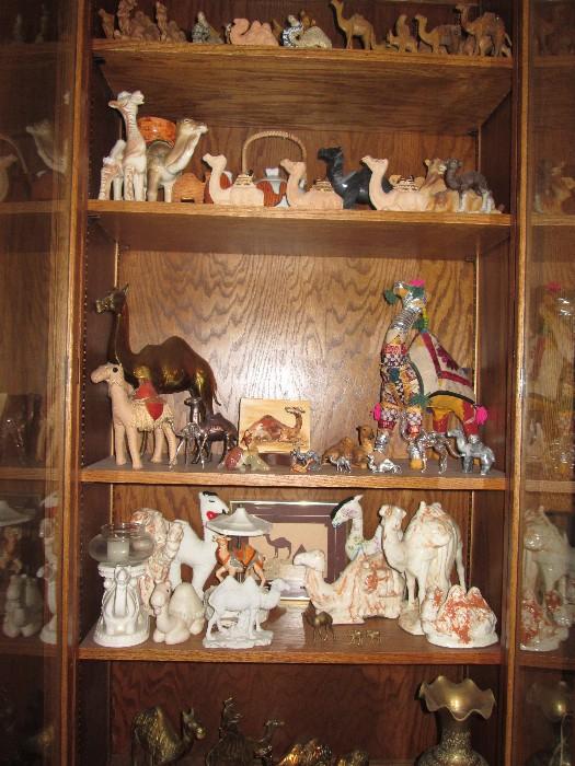 Extensive camel collection