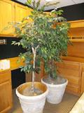2 Ficus Trees